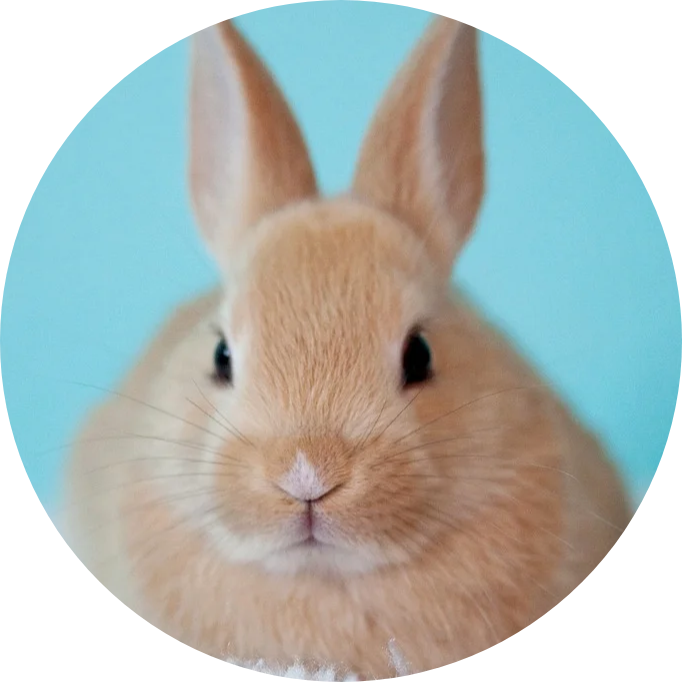 bunny-profile